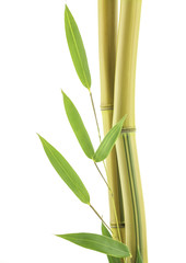 Fototapeta na wymiar ¯ółty Bamboo z bliska