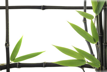 Black Bamboo leaves and stalks as frame