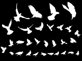 Pigeon silhouetes