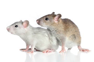 Rats on a white background
