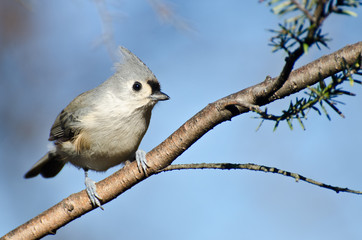 Tufted Titmouse Perched in a Tree