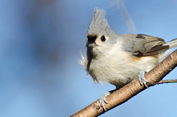 Fototapeta premium Tufted Titmouse Perched in a Tree
