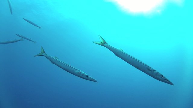 barracuda nel blu immersione