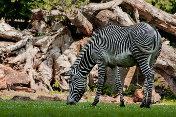 Fototapeta na wymiar Zebra jedzenia trawy