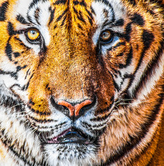 Bengal tiger portrait