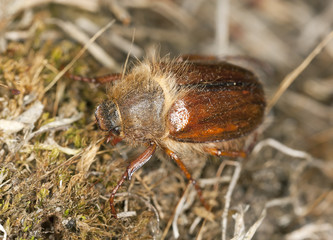 Chafer beetle (amphimallon falleni) on ground, macro photo