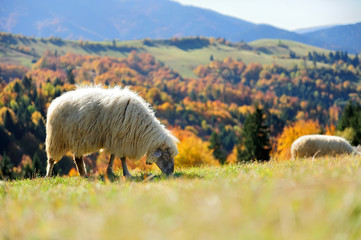 Fototapeta premium Sheep on a field
