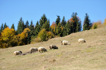 Sheep on a field