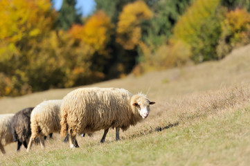  Sheep on a field