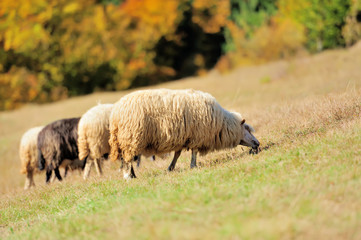  Sheep on a field
