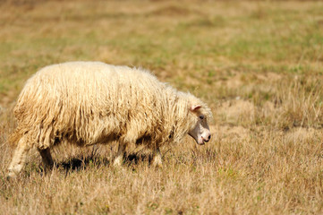  Sheep on a field
