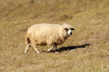 Fototapeta premium Sheep on a field