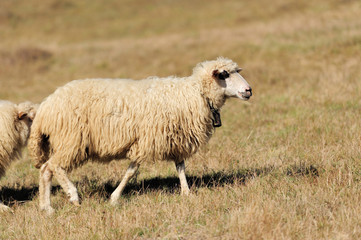  Sheep on a field