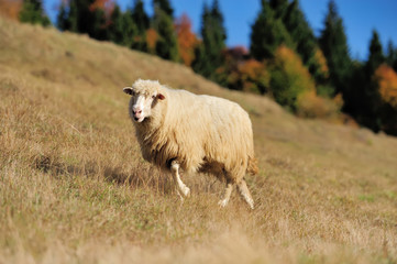 Sheep on a field