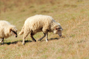 Naklejka na ściany i meble Owce na polu