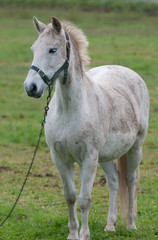 Obraz premium White Horse in the field