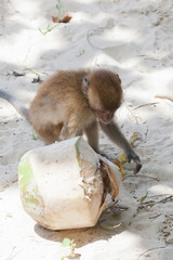 Thailand - Phra Nang Beach - Krabi