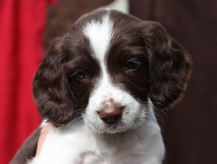 A very cute working type english springer spaniel gundog puppy