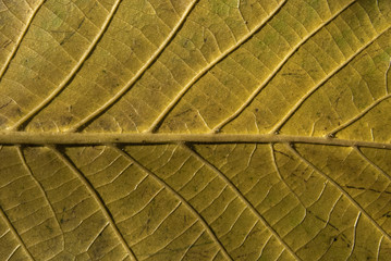 Autumn leaf vein structure underside as background