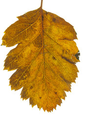 tree leaf fall