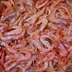 red shrimps catch for sale, natural background
