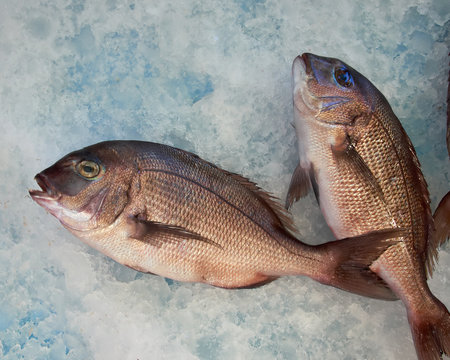 fresh red porgy on ice for sale