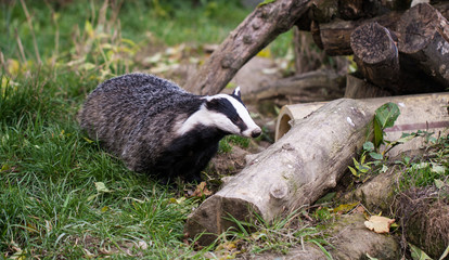Badger © Stephan Morris 