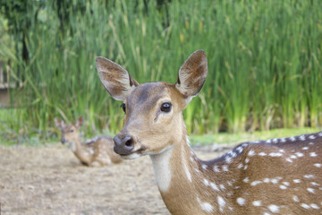Whitetail deer