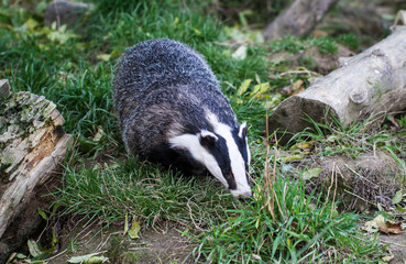 Badger
