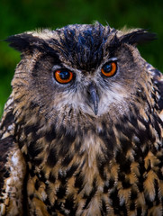 Eagle Owl