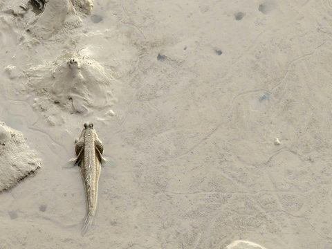 The Mudskipper lay down on Mire. Action in respire