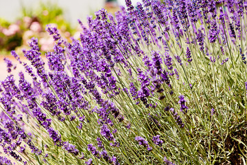 Lavendel Blüten an der Pflanze auf einem Feld im Sommer