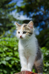 small kitten on table in garden