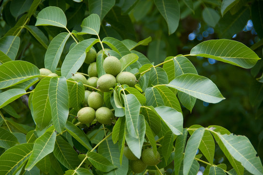 Waln&uuml;sse am Baum