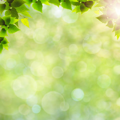 Fototapeta premium Green leaves. Abstract natural backgrounds for your design