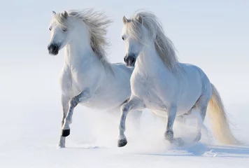 Papier Peint photo Photo du jour Deux chevaux blancs comme neige au galop
