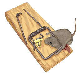 Mouse in a mousetrap.