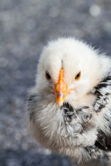 chick