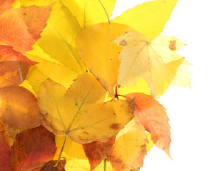 Naklejka na ściany i meble Jasne liści jesienią, odizolowane na białym
