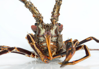 Live Lobster foreground wild