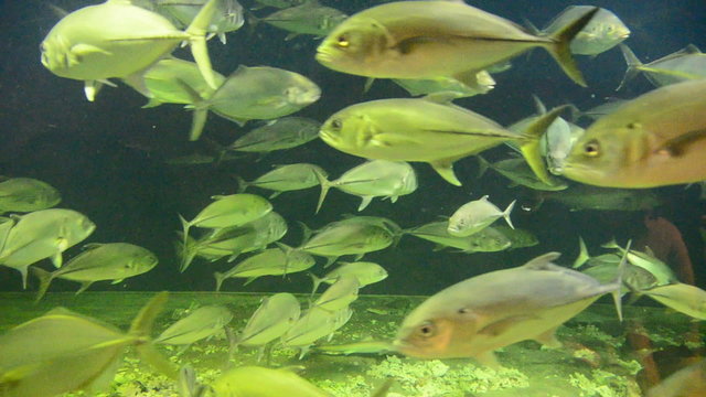 Fish swimming in circles in a aquarium