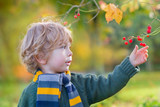 Beeren pflücken- Kind im herbstlichen Wald