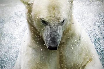 Crédence de cuisine en verre imprimé Ours polaire polarbear