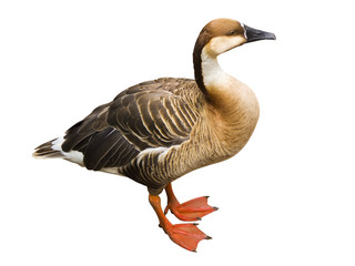 Duck isolated on a white background (with clipping path)