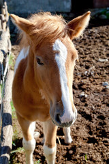 Obraz premium puledro