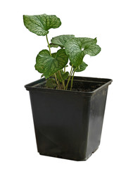 Brunnera in a flowerpot on a white background