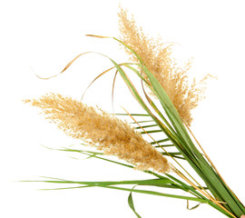 reeds, isolated on white © Africa Studio