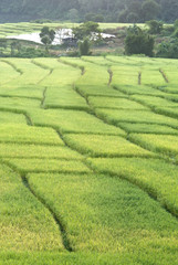 Terrace of rice field in Mae Klang Luang Village, Thailand