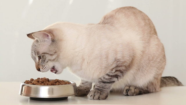 Thai cat eats dry food.