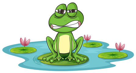 Fototapeta premium a frog and a water